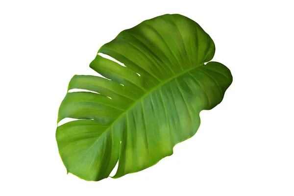 白を背景にしたモンスターの緑の葉 本当の熱帯ジャングルの葉植物 — ストック写真