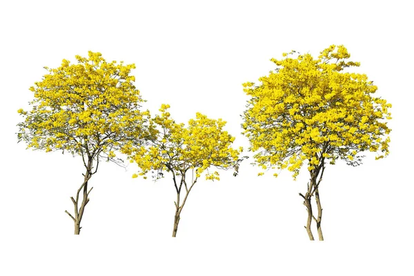 金色的树 黄色的花 被白色的背景隔离的柏树 免版税图库照片