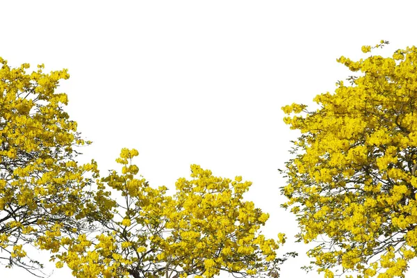 Золотое Дерево Желтые Цветы Дерево Tabebuia Изолированы Белом Фоне Лицензионные Стоковые Изображения