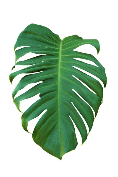 Green Leaf Monstera White Background Real Tropical Jungle Foliage Plants Royalty Free Stock Photos