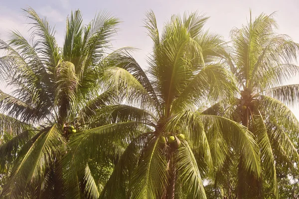 Kokospalmen Schöner Tropischer Hintergrund Vintage Filter — Stockfoto