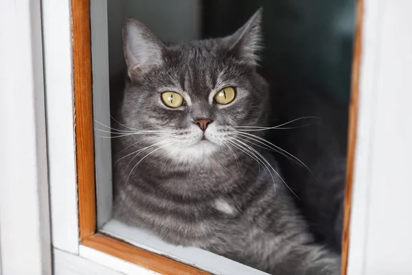 Ritratto grigio del gatto guardando la macchina fotografica — Foto Stock