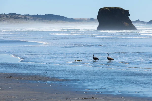 Oregon pobřežní krajiny, s malebným výhledem na oceán. Divoké husy na vodě — Stock fotografie