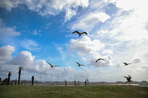 Gaivotas Voadoras Oceano Atlântico — Fotografia de Stock