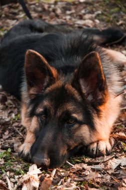 Parktaki Alman çoban köpeği. Dost canlısı köpek