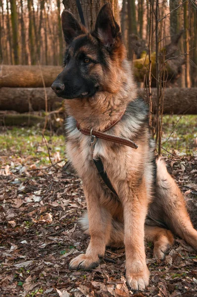 公園のドイツ人羊飼い 優しい犬 — ストック写真