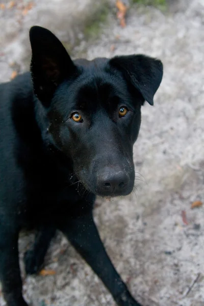 Siyah köpek yavrusu