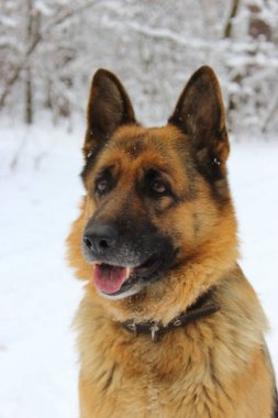 Doğu Avrupa çoban portresi kar ahşap