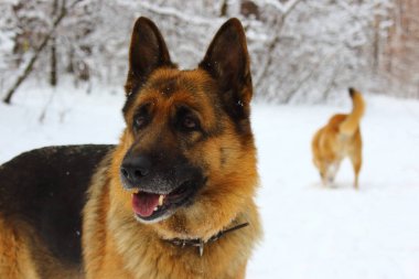 Doğu Avrupa çoban portresi ile başka bir kırmızı köpek kar ahşap