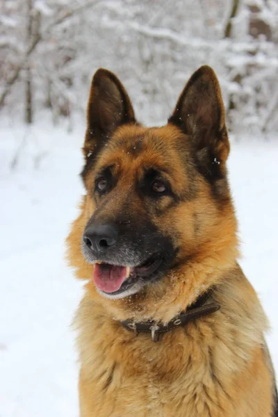 Doğu Avrupa çoban portresi kar ahşap