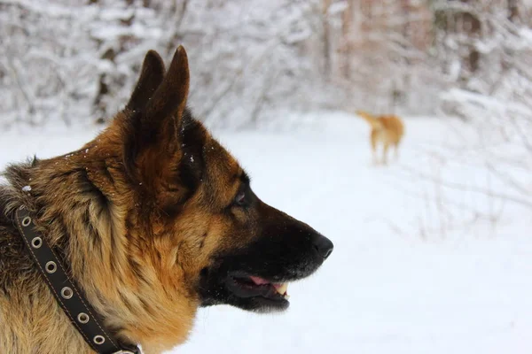 Doğu Avrupa çoban portresi kar ahşap başka bir köpekle