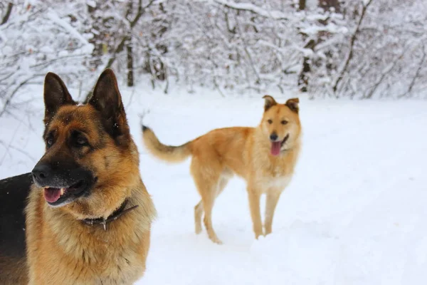 İki köpek kış ahşap