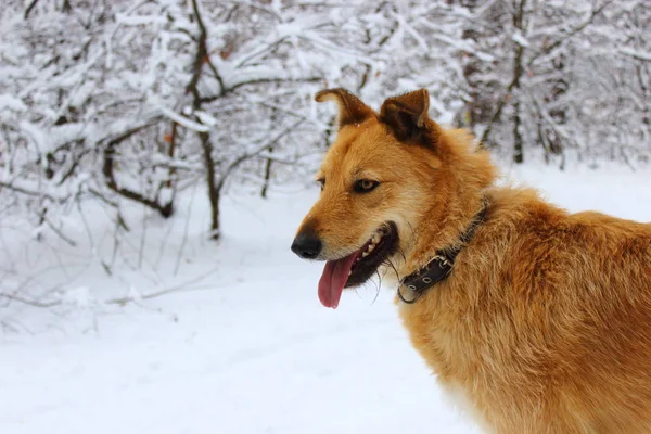 Kırmızı köpek kar ahşap zencefil bir - portre