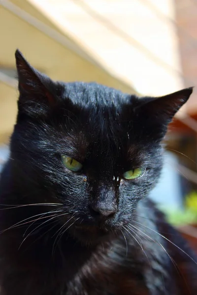 Злой чёрный кот с зелёными глазами — стоковое фото