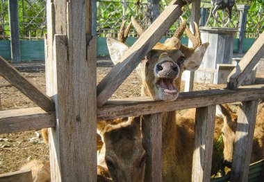 Küçük geyik çayırdayken ağzını açtı. Bali adası.