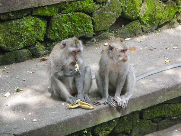 2 gray monkeys are sitting on a concrete bench against the background of overgrown green moss. One of them is eating a banana thoughtfully. Monkey Forest Bali island