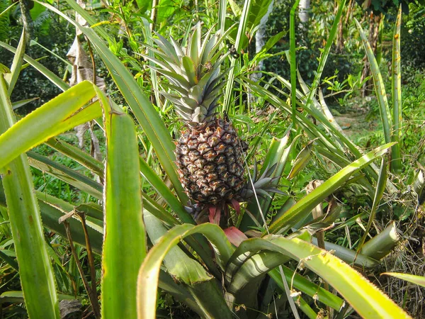 Piña Está Madurando Campo Cultivado Frutas Tropicales Jardines Plantación Piña —  Fotos de Stock