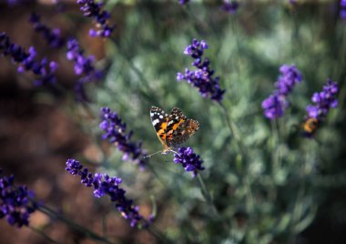 Kelebekler yaz aylarında çiçeklerin üzerinde
