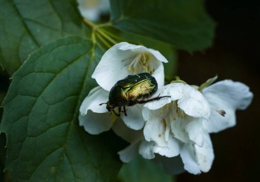 Böcek bronz kaplama yazın