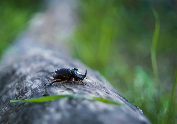 Escarabajo Rinoceronte Primer Plano Verano — Foto de Stock