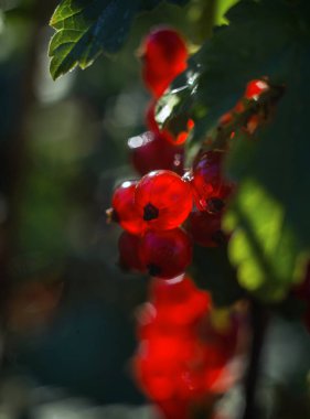 Kırmızı frenk üzümü, şeffaf bir dalda asılı.
