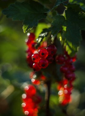 Kırmızı frenk üzümü, şeffaf bir dalda asılı.