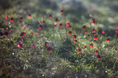 Bahar bozkırında damalı nergis.