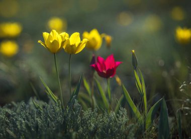 Baharda gün batımında bozkırda vahşi laleler