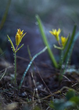 Vahşi laleler bozkırda makro baharı kapatıyorlar.