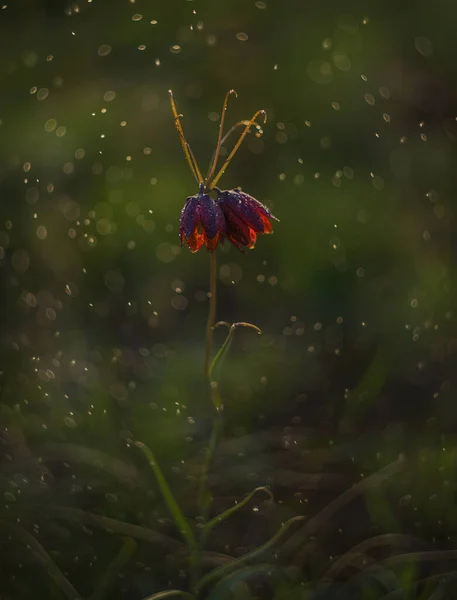 Цветной Нарцисс Весенней Степи — стоковое фото