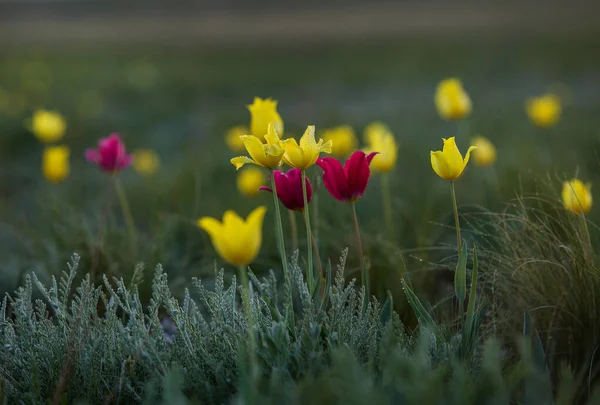 Tulipanes Salvajes Estepa Atardecer Primavera —  Fotos de Stock