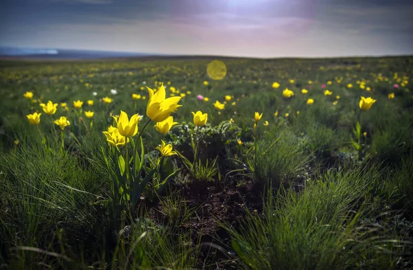 Wilde Tulpen Steppe Bij Zonsondergang Het Voorjaar — Stockfoto