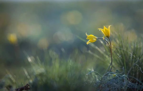 Dzikie Tulipany Zbliżenie Makro Wiosna Stepie — Zdjęcie stockowe