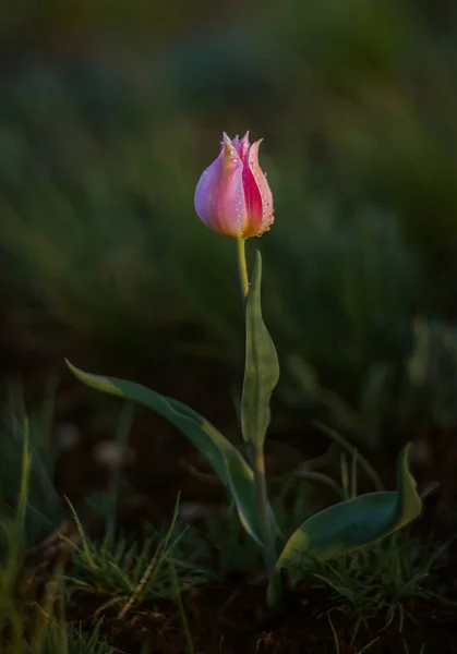 Vahşi Laleler Bozkırda Makro Baharı Kapatıyorlar — Stok fotoğraf