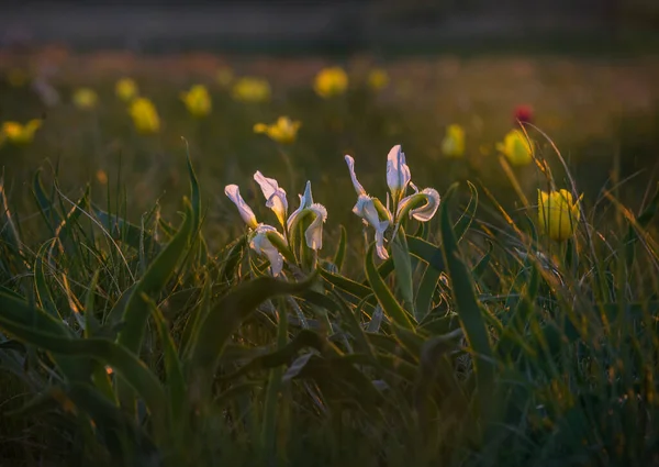 Iris Silvestres Estepa Atardecer —  Fotos de Stock