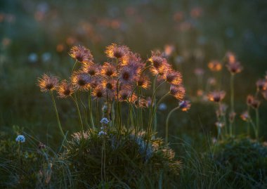 Baharda çimde uyu bozkırda.