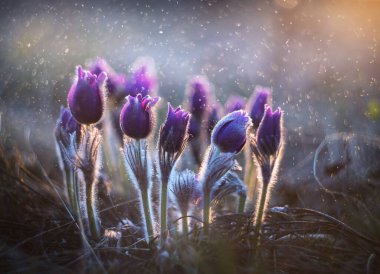 Baharda çimde uyu bozkırda.