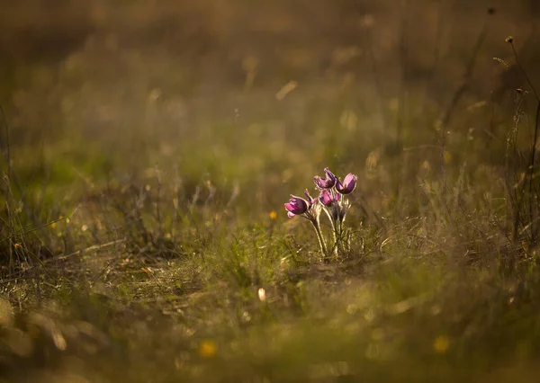 Sov Gräs April Stäppen — Stockfoto