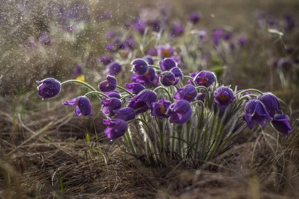 Hierba Durmiente Primavera Estepa —  Fotos de Stock