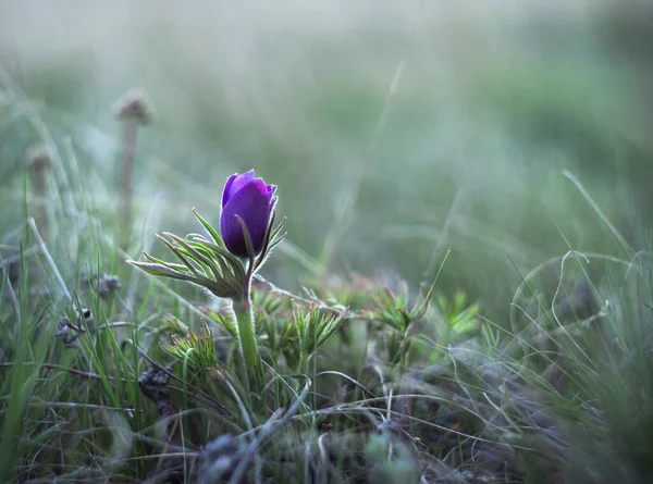 Sleep grass in the spring in the steppe.