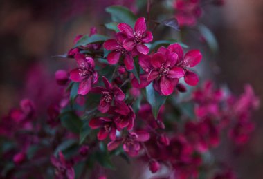 İlkbaharda çiçek açan elma ağaçları