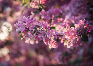 İlkbaharda çiçek açan elma ağaçları