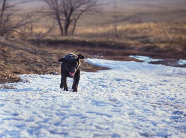 Labrador ilkbaharda yürüyüş için.