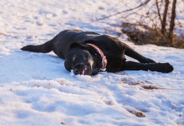 Labrador ilkbaharda yürüyüş için.