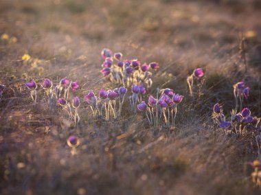 Nisan 'da bozkırda baharda çimde uyu.