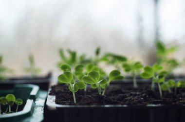 Evde Pekin lahanası filizleri var.