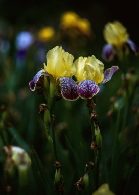 Parktaki baharın sarı zambağı