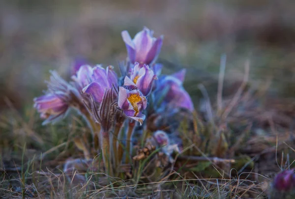 Alvó Tavasszal Sztyeppén Áprilisban — Stock Fotó