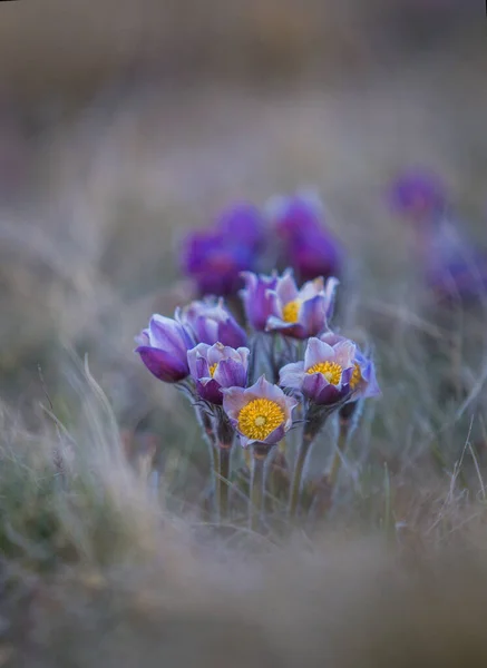 Sleep grass in the spring in the steppe in April