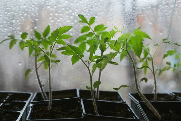 Jeunes Plants Tomates Printemps — Photo